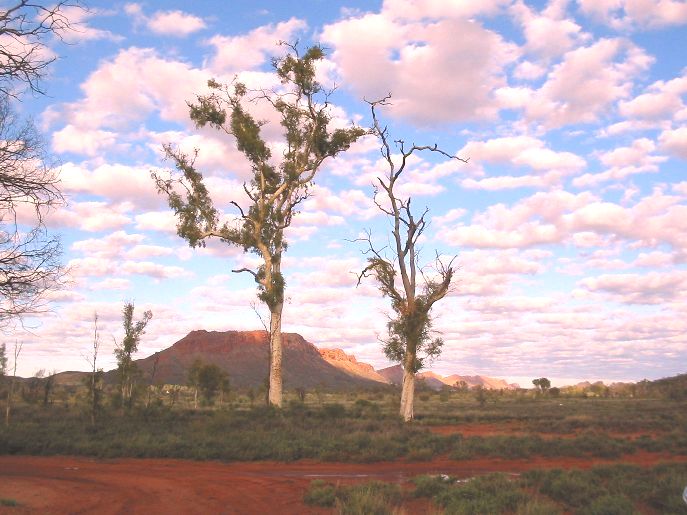 Corymbia aparrerinja: Ghost Gums in Central Australia, that were painted by artist Albert Namatjira.