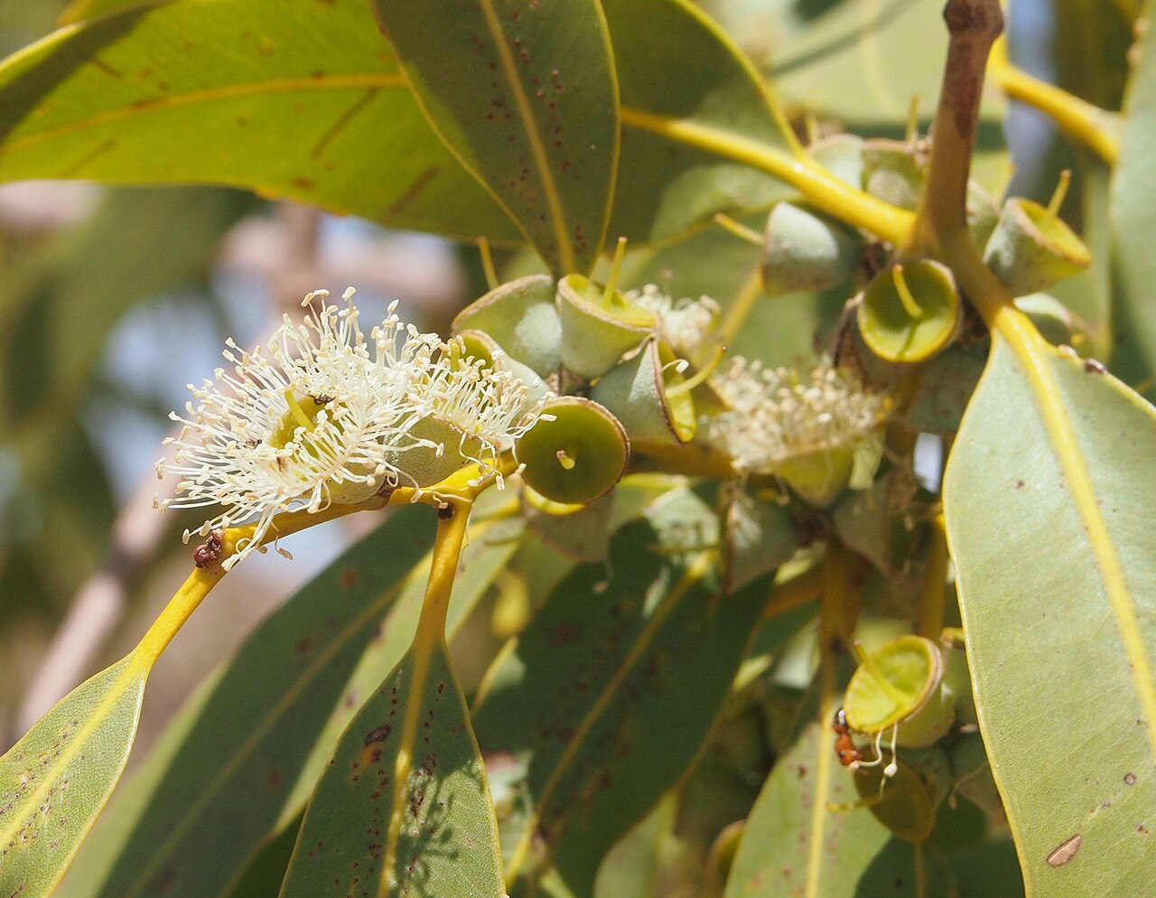 Corymbia aparrerinja: Corymbia aparrerinja flowers