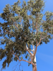 Corymbia aparrerinja (Corymbia aparrerinja)