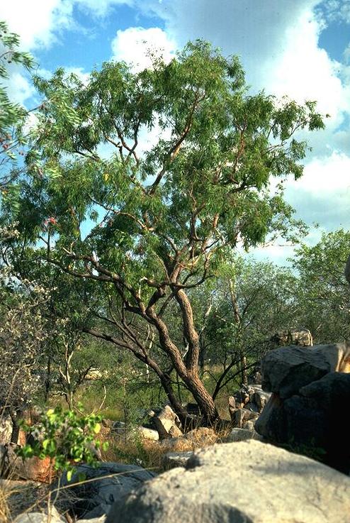 Corymbia arenaria: Corymbia arenaria
