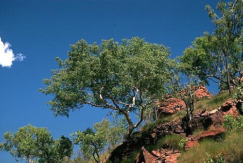 Corymbia aspera: Corymbia aspera