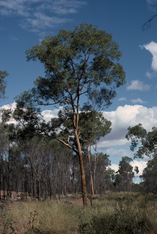 Corymbia aureola: Corymbia aureola image taken 80 km outside Claremont, Queensland, Australia.