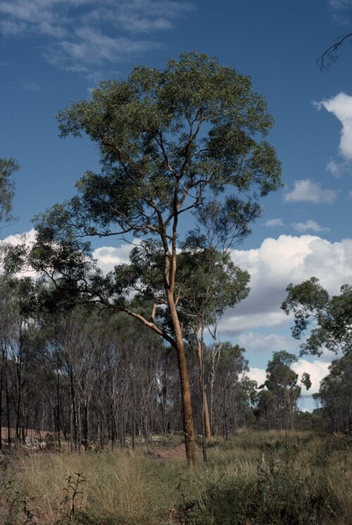 Corymbia aureola: Corymbia aureola image taken 80 km outside Claremont, Queensland, Australia.