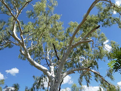 Corymbia bella: Corymbia bella near Katherine in the Northern Territory