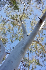 Corymbia bella (Corymbia bella)