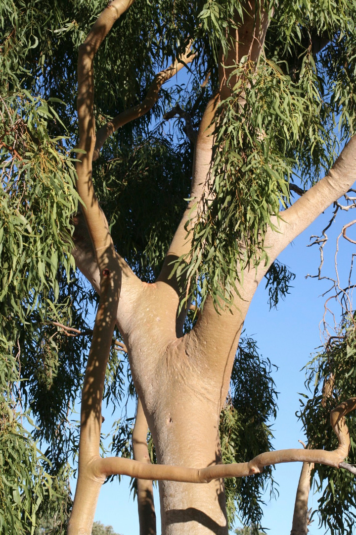 Corymbia blakei: Corymbia blakei photographed near Windorah, Queensland, Australia.