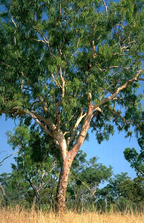 Corymbia bleeseri: Corymbia bleeseri growing near Katherine, Northern Territory