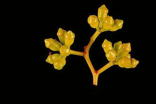 Corymbia bloxsomei: Flower buds of Corymbia bloxsomei