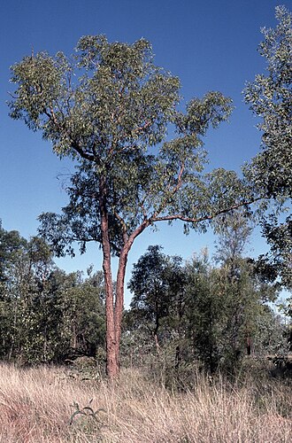 Corymbia brachycarpa: Corymbia brachycarpa photographed near Alpha, Queensland, Australia