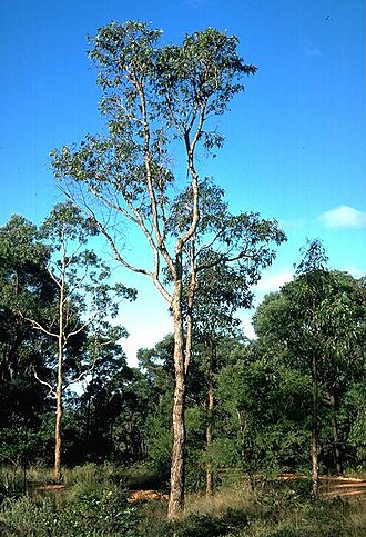 Corymbia bunites: Corymbia bunites photographed in Blackdown, Queensland, Australia
