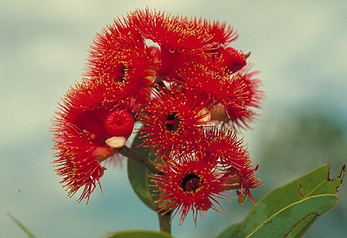 Corymbia cadophora: Corymbia cadophora