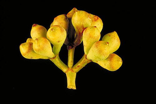 Corymbia cadophora: Flower buds of Corymbia cadophora