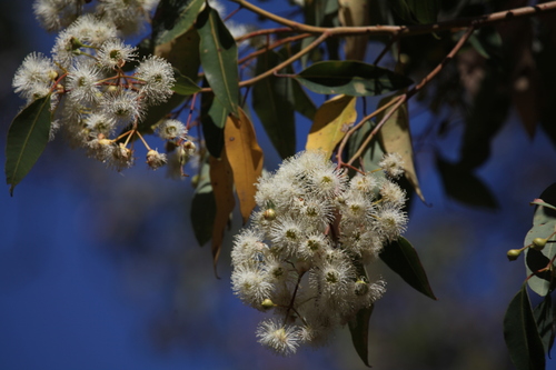 Redgum (Corymbia calophylla)