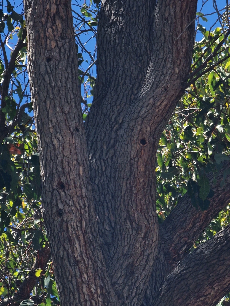 Redgum (Corymbia calophylla)