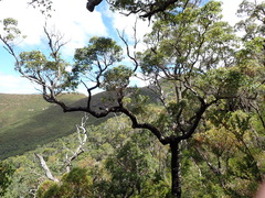 Redgum (Corymbia calophylla)