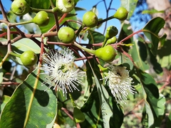 Redgum (Corymbia calophylla)