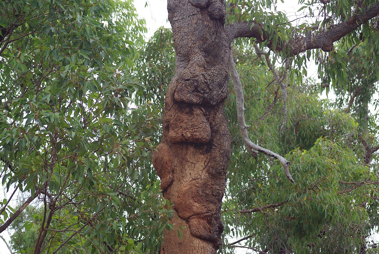 Redgum: Gum tree with unusual trunk growths, Greenmount National Park, w:Greenmount, Western Australia