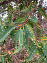 Redgum (Corymbia calophylla)