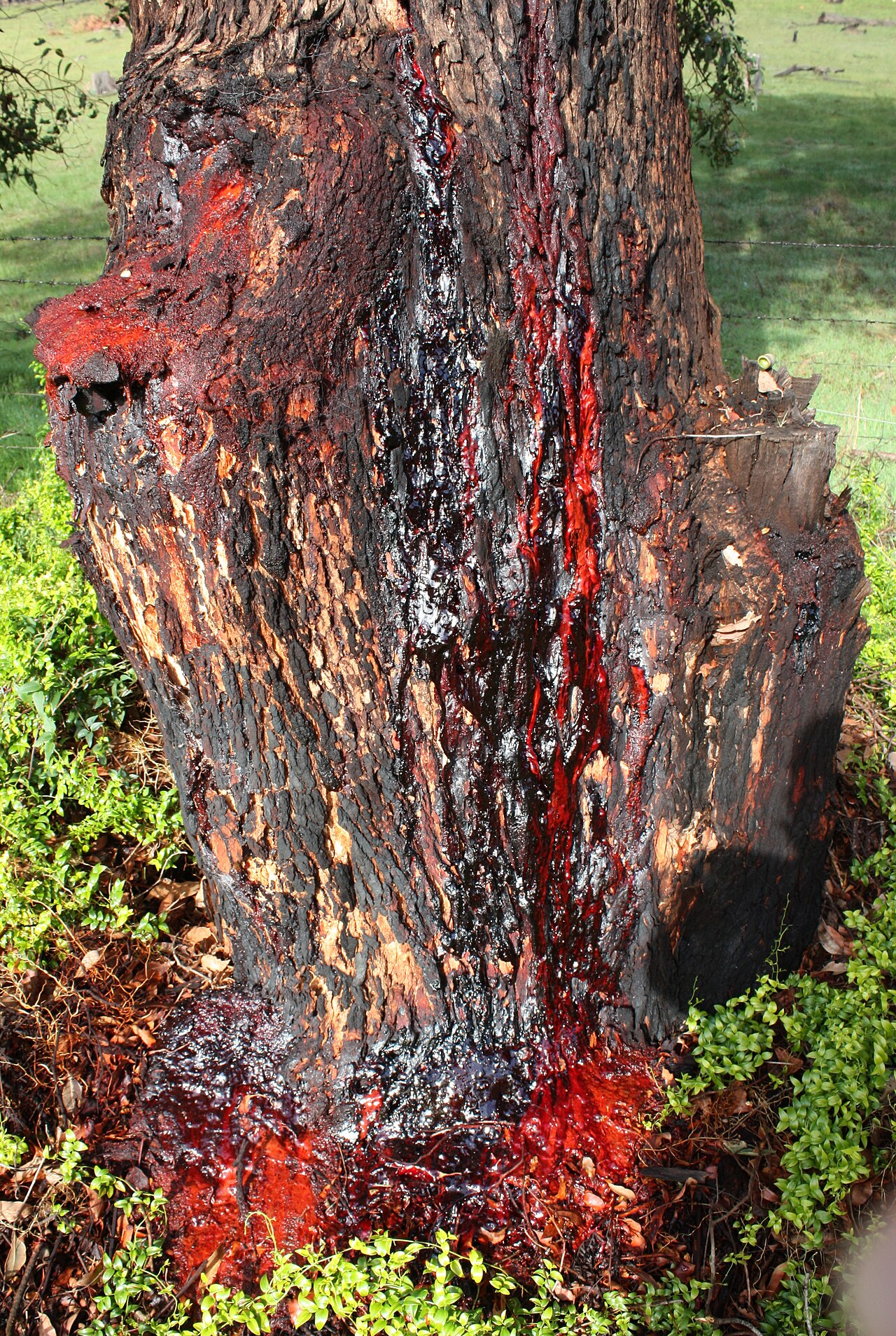 Redgum: Copious flow and puddling of kino from the base of a Corymbia calophylla (Marri). This is the source of the common names "Bloodwood" and "Red Gum". The tree is