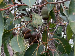 Redgum (Corymbia calophylla)