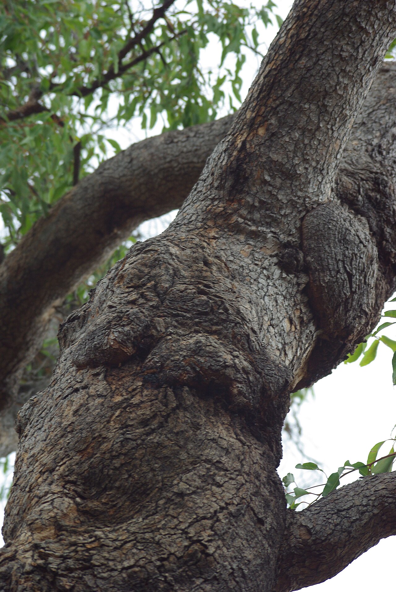 Redgum: Unusual Eucalypt trunk formation, Greenmount Hill National Park, Western Australia