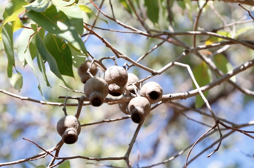 Redgum (Corymbia calophylla)