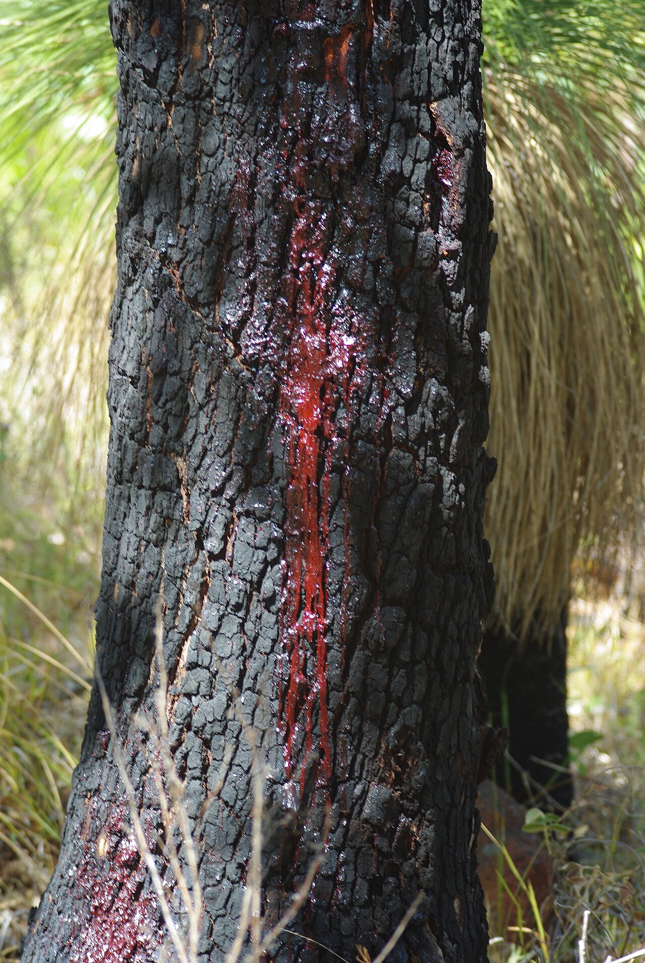 Redgum: Bark and gum from Corymbia calophylla, Greenmount National Park, Western Australia