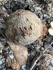 Redgum (Corymbia calophylla)