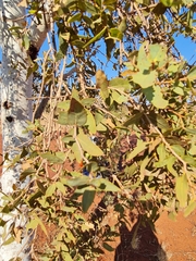Corymbia candida (Corymbia candida)