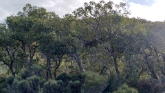 Corymbia chlorolampra (Corymbia chlorolampra)