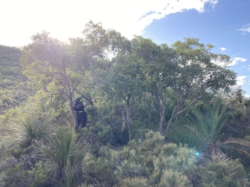 Corymbia chlorolampra (Corymbia chlorolampra)