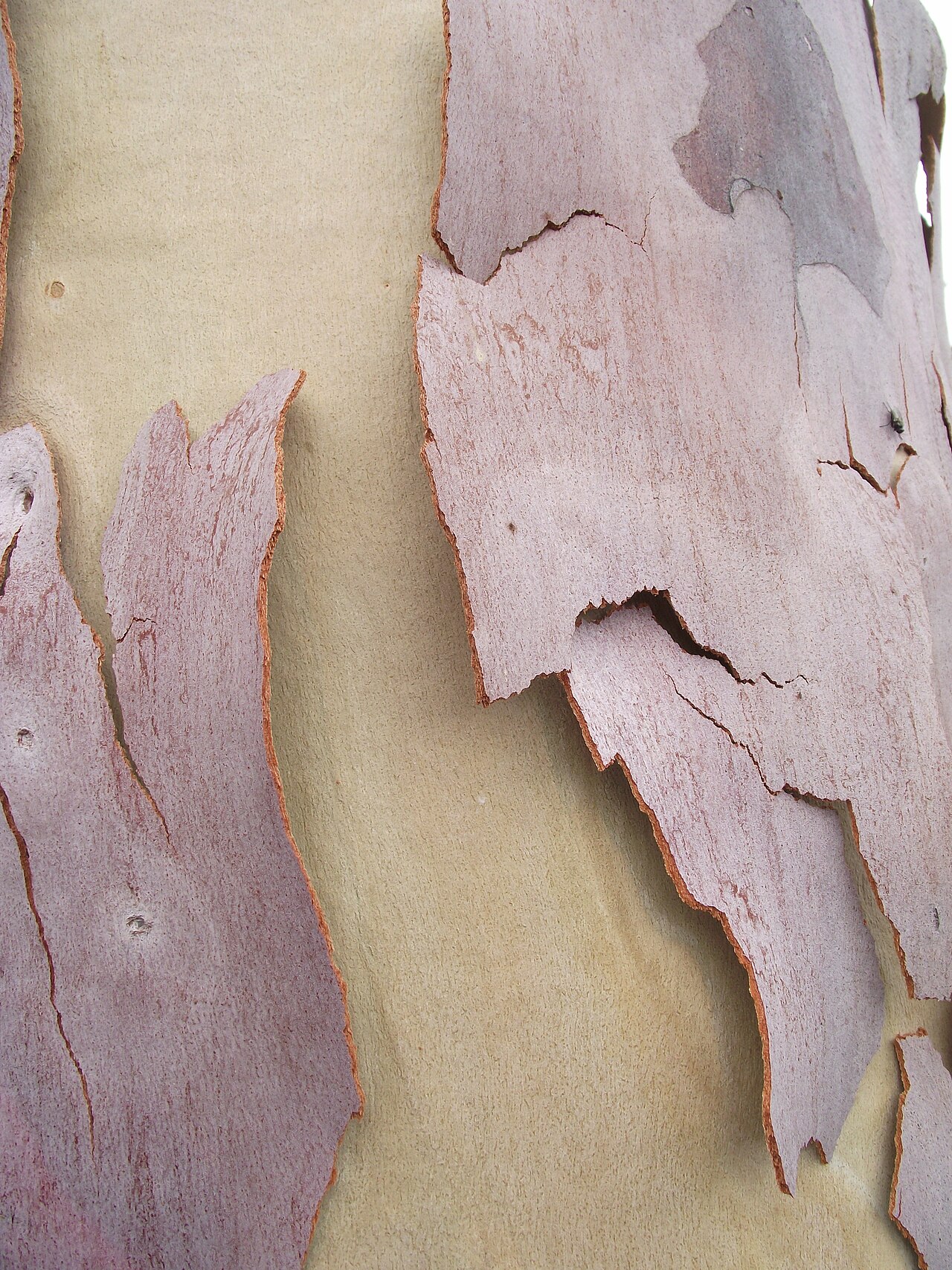 Lemonscented gum: Corymbia citriodora at San Diego Botanic Garden, Encinitas, California, USA. Identified by sign.