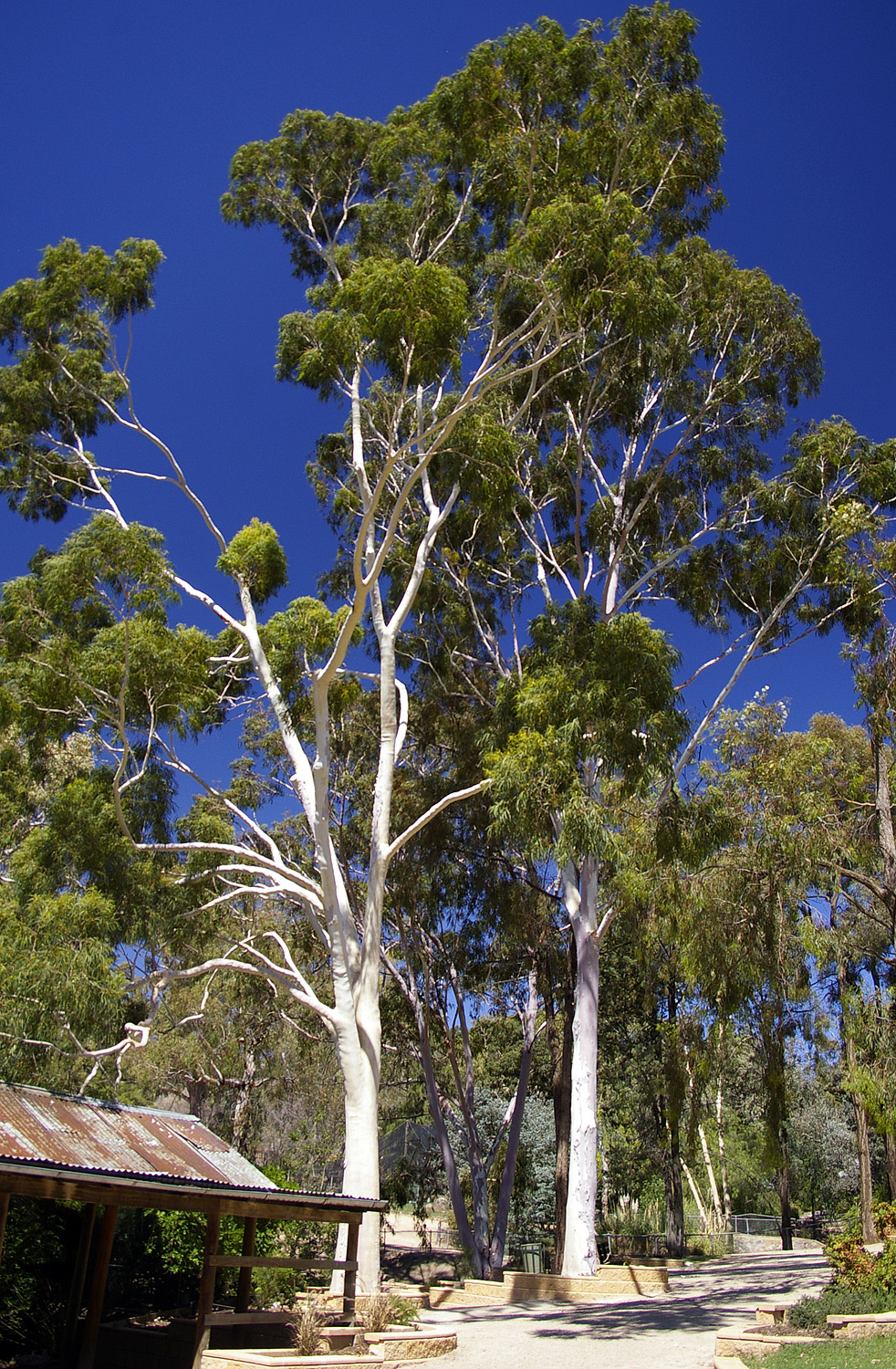 Lemonscented gum: Lemon-scented Gum (Corymbia citriodora) in the Botanic Garden Zoo (Also called Wagga Zoo) at the Wagga Wagga Botanic Gardens.