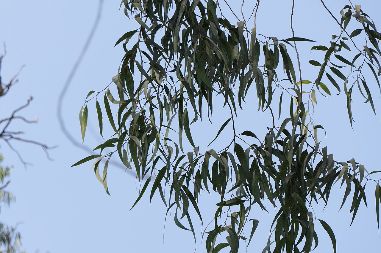 Lemonscented gum: Corymbia citriodora (Hook.) K.D.Hill & L.A.S.Johnson