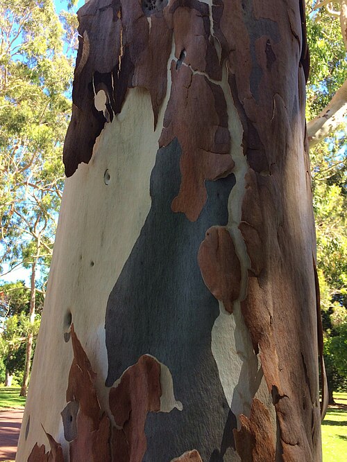 Lemonscented gum: Corymbia citriodora (lemon-scented gum), showing shedding trunk bark (summer). Perth, Western Australia