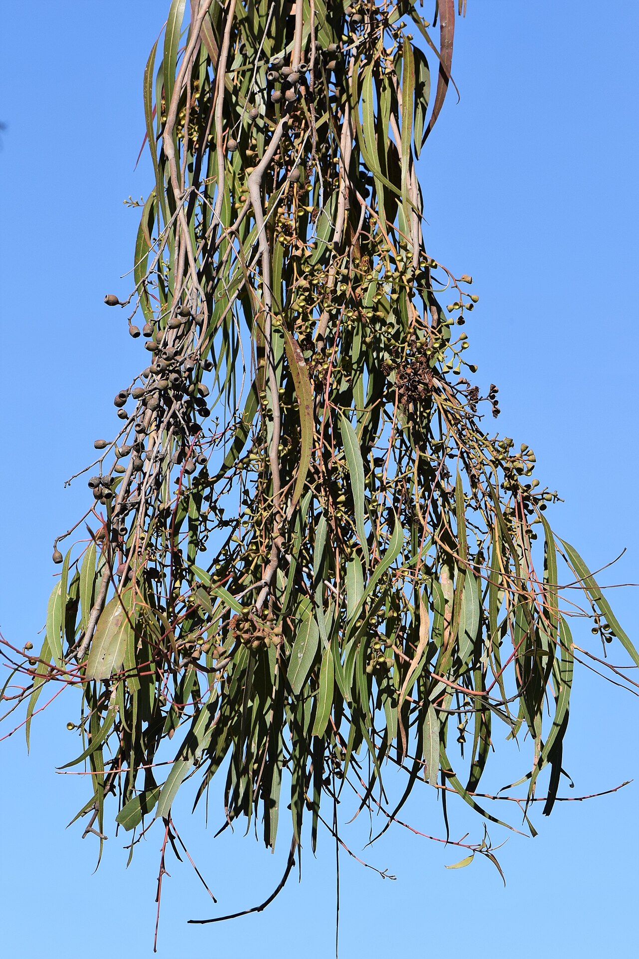 Lemonscented gum: Corymbia citriodora in the Jardim Botânico da Universidade de Coimbra