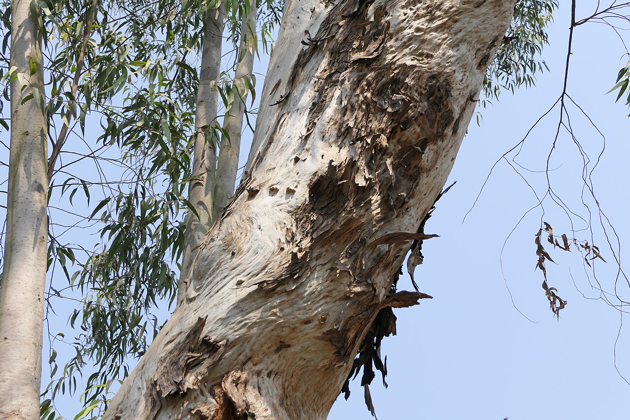 Lemonscented gum: Corymbia citriodora (Hook.) K.D.Hill & L.A.S.Johnson