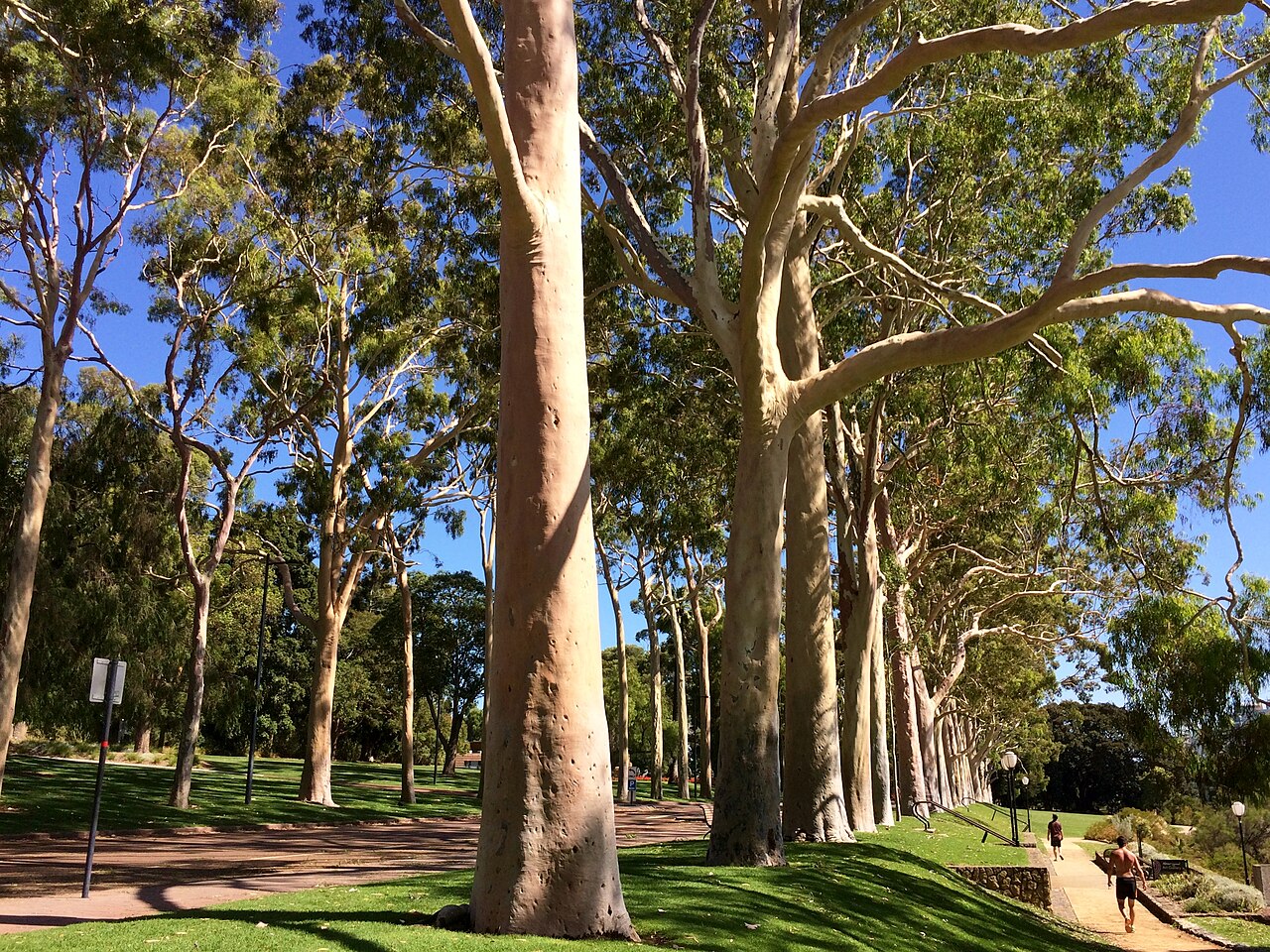 Lemonscented gum: Corymbia citriodora (lemon-scented gums) along Fraser Avenue, Kings Park, Perth, Western Australia
