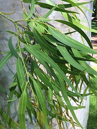 Lemonscented gum: Corymbia citriodora (lemon-scented gum), showing juvenile leaves. Perth, Western Australia