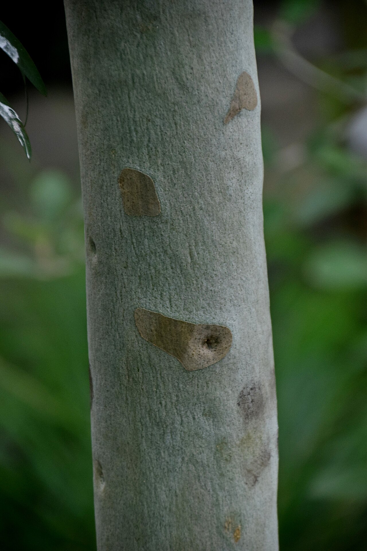 Lemonscented gum: Corymbia citriodora in Tropengewächshäuser des Botanischen Gartens, Hamburg