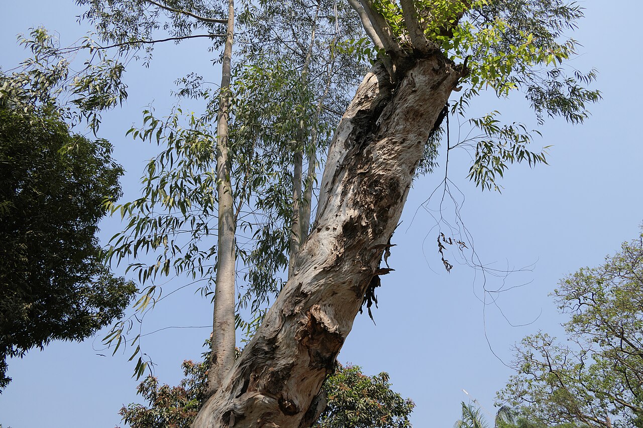 Lemonscented gum: Corymbia citriodora (Hook.) K.D.Hill & L.A.S.Johnson