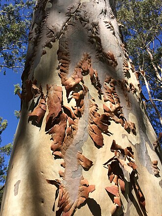 Lemonscented gum: Corymbia citriodora (lemon-scented gum), showing shedding trunk bark (summer). Perth, Western Australia