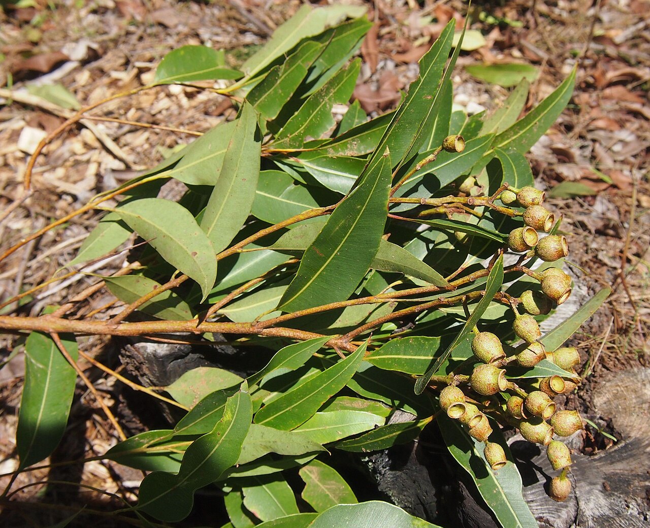 Corymbia clarksoniana: Corymbia clarksoniana capsules and leaves