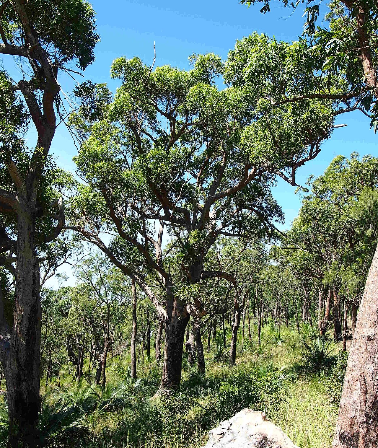 Corymbia clarksoniana: Corymbia clarksoniana