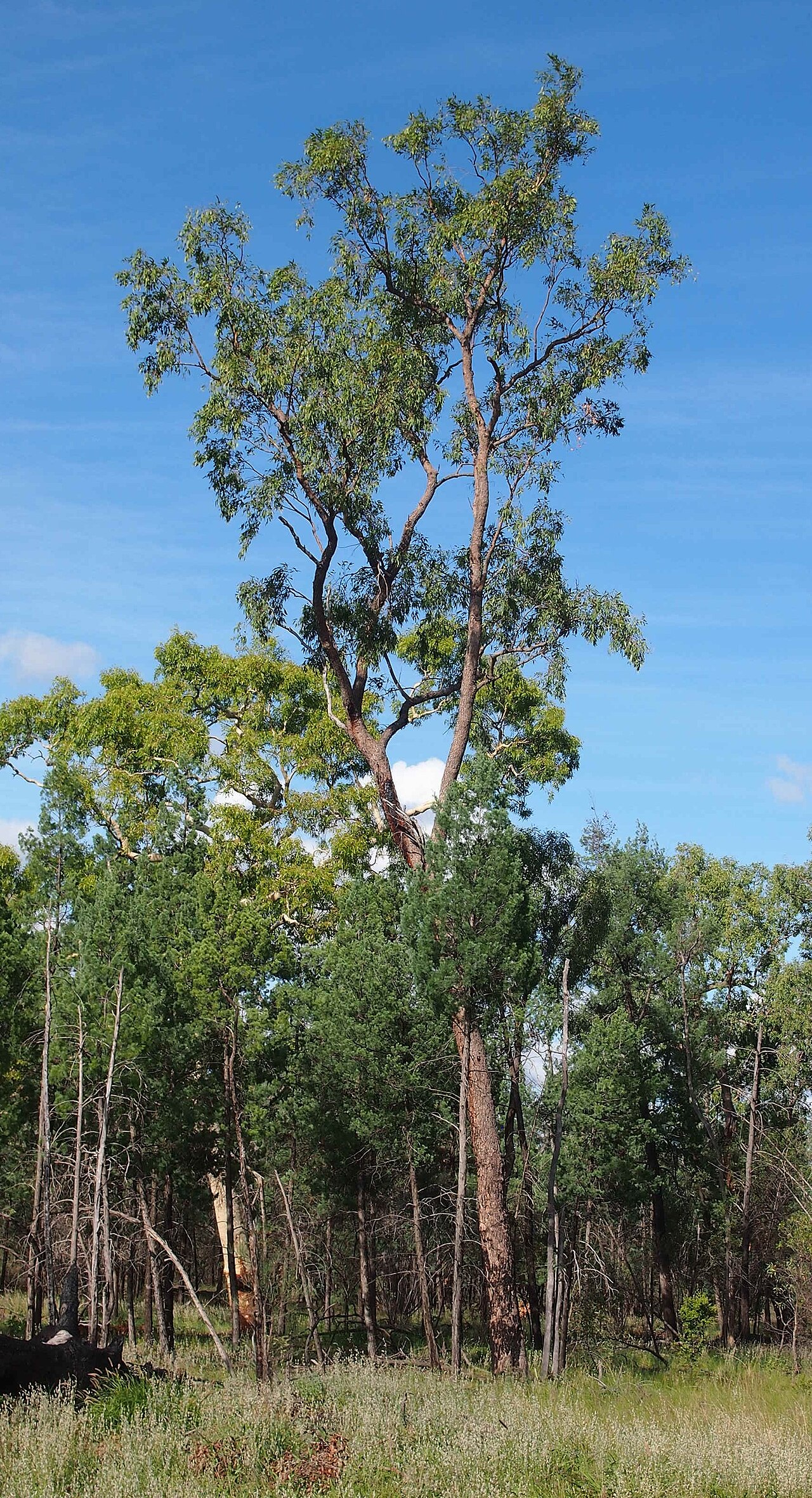 Corymbia clarksoniana: Corymbia clarksoniana habit