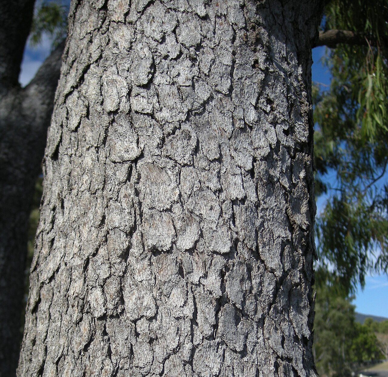 Corymbia clarksoniana: Corymbia clarksoniana bark, Mount Archer National Park, Rockhampton
