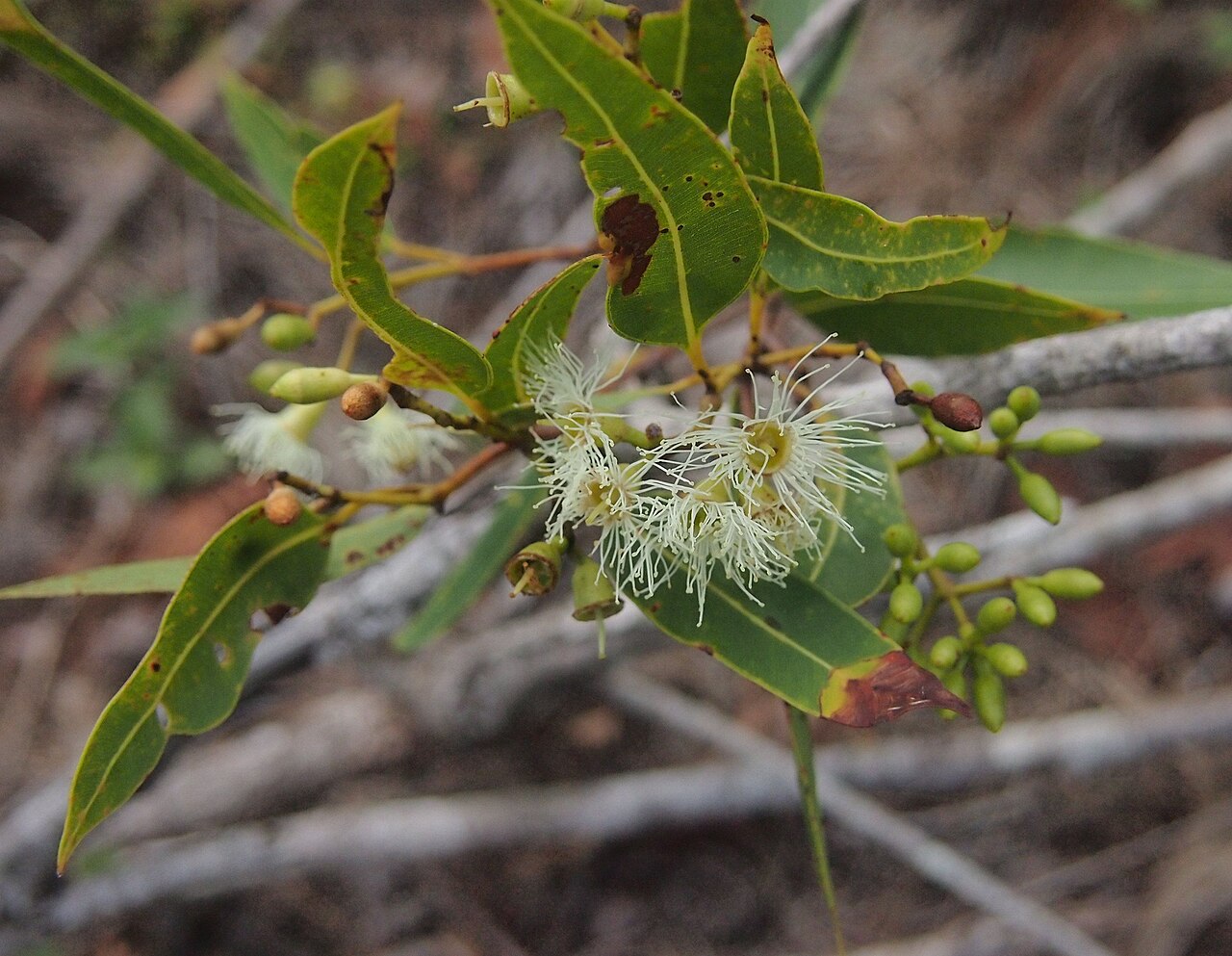 Corymbia clarksoniana: Corymbia clarskoniana flowers