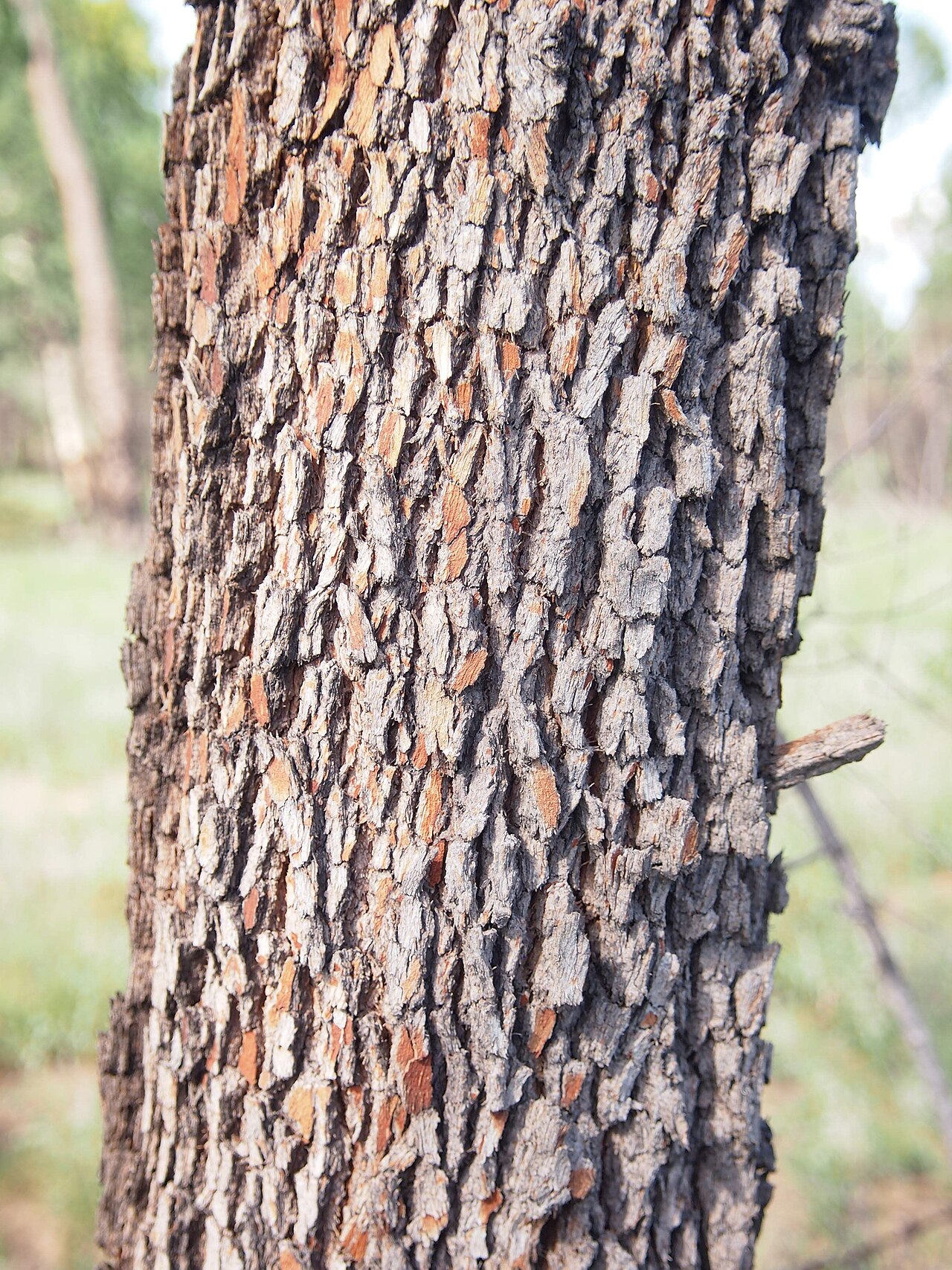 Corymbia clarksoniana: Corymbia clarksoniana trunk
