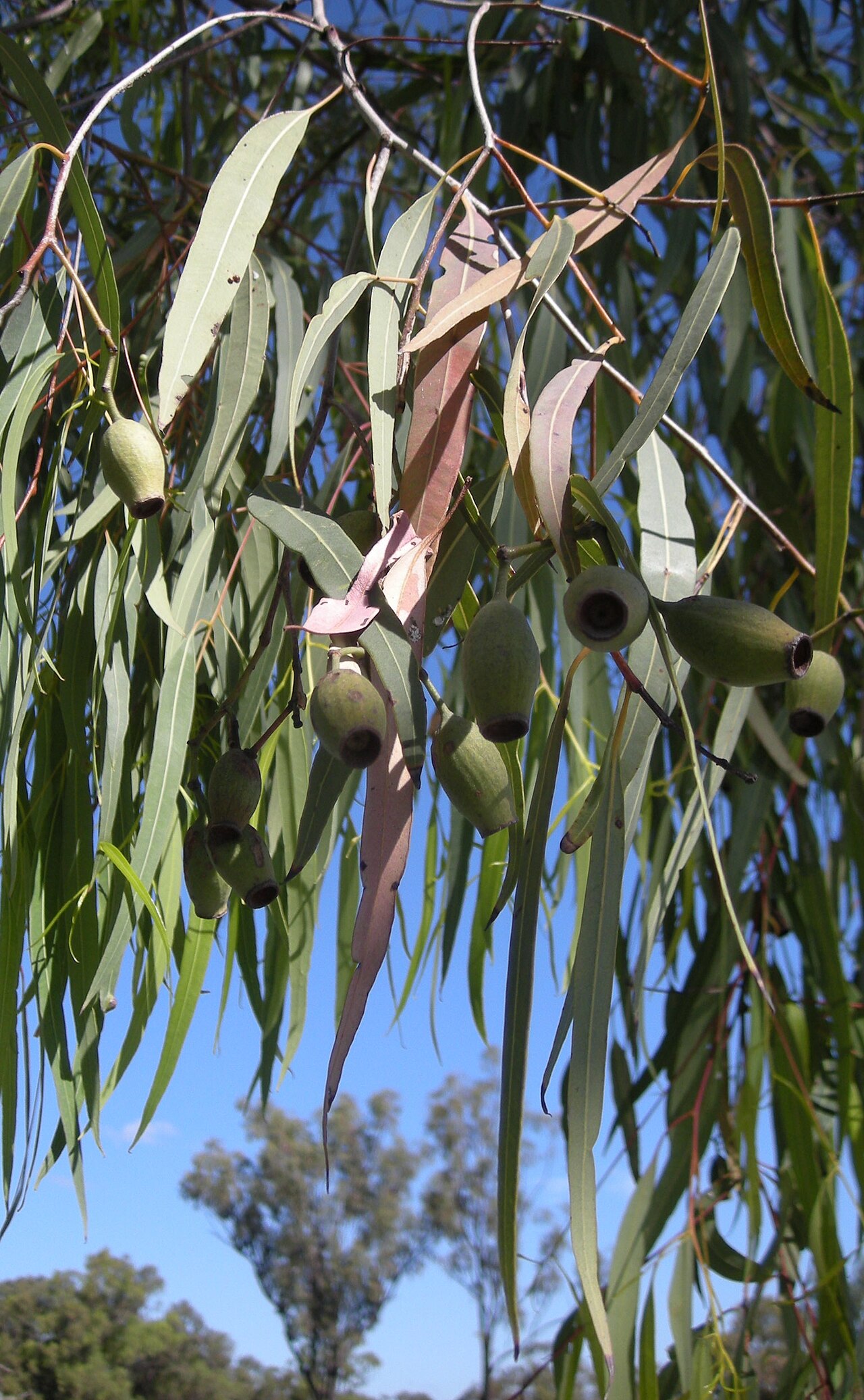 Corymbia clarksoniana: Corymbia clarksoniana capsules and foliage, Mount Archer National Park, Rockhampton