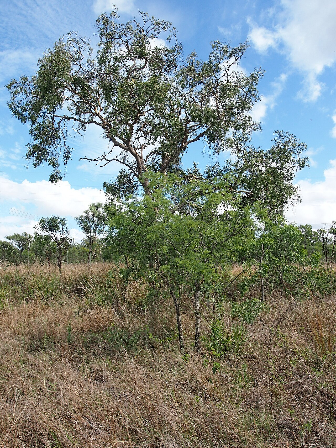 Corymbia dallachiana: Acacia bidwillii with Corymbia dallachiana tree in the background. Rockhampton, Central Queensland